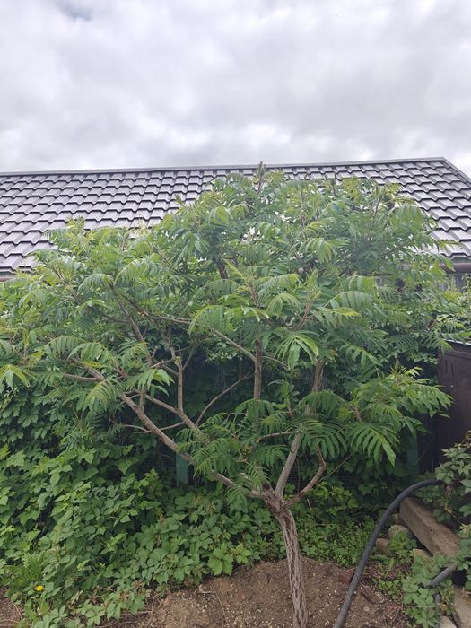 Продам саженцы  дерева сумак.