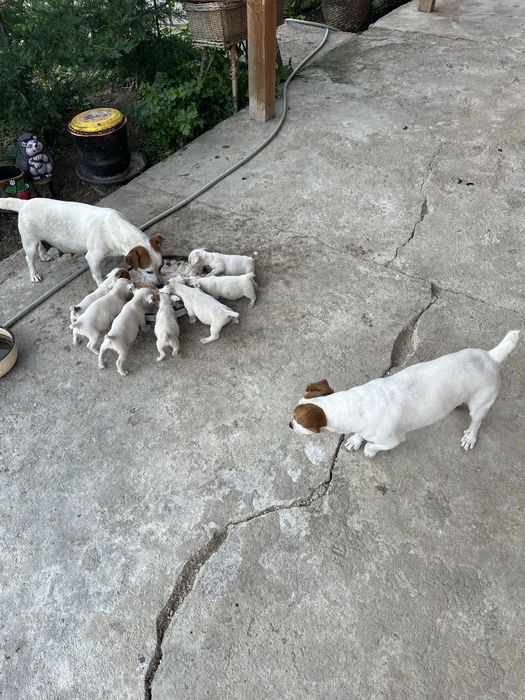 Джак Ръсел  Териер