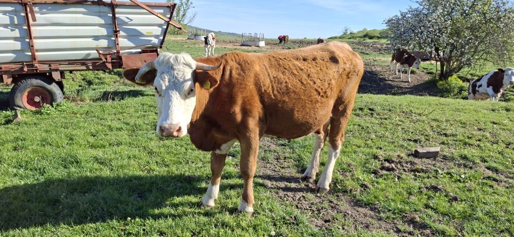 De vânzare vacă cu vitel