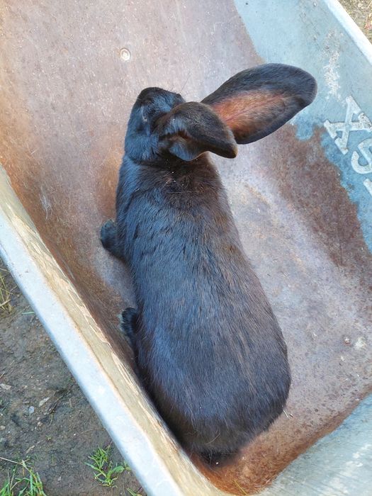 Vând iepuri de rasa urias german si fluture german