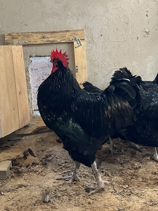 Семейка Джерси Гигант