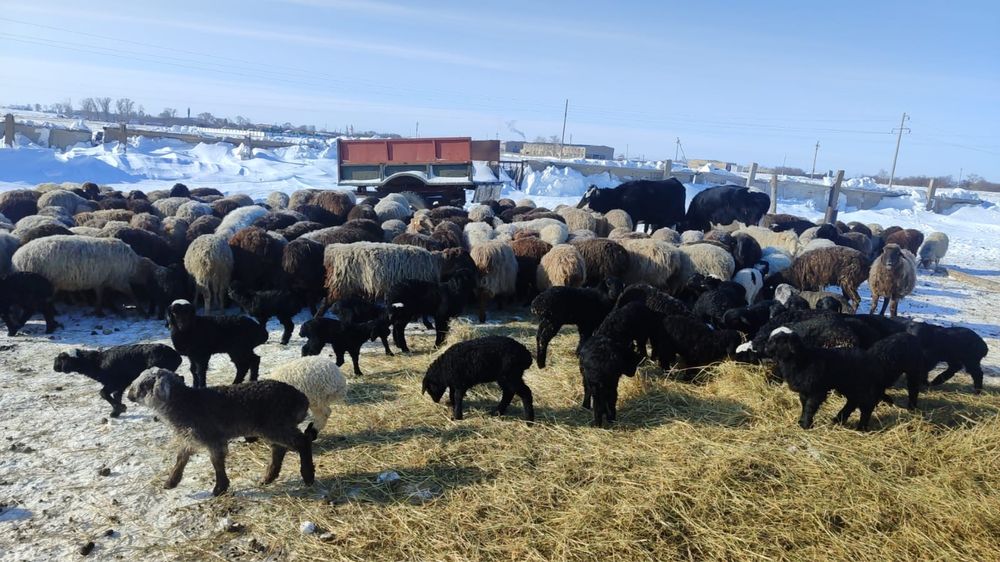 Овцы. Бараны. Ягнята