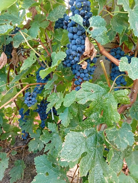Struguri pentru vin Otonel