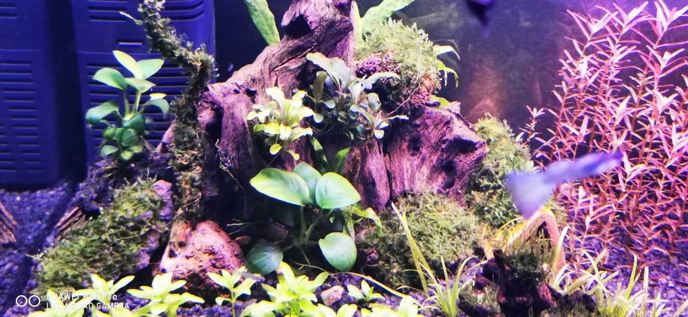 Vand plante cu crestere usoara ,plante easy crescute fara co2 Bucuresti ...