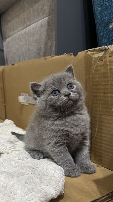 Продается Котята