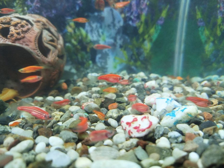 Продаются Мальки Данио