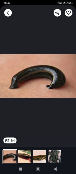 зулук бор Optom narxda