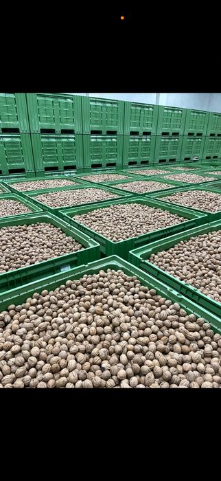 Nuci in coaja cerificate ecologic