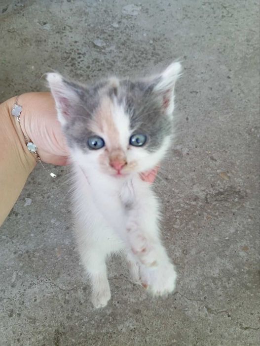 Подаряват се котета