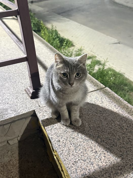 Кот шотландской породы