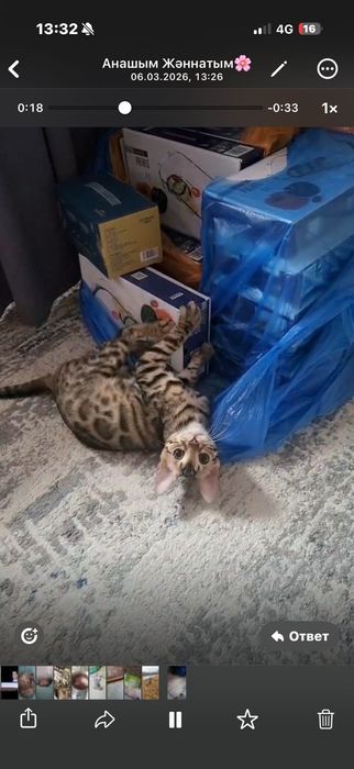 Котёнок бенгальской породы