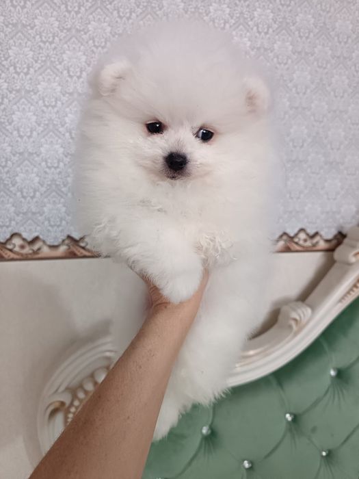 Шпицы белого окраса