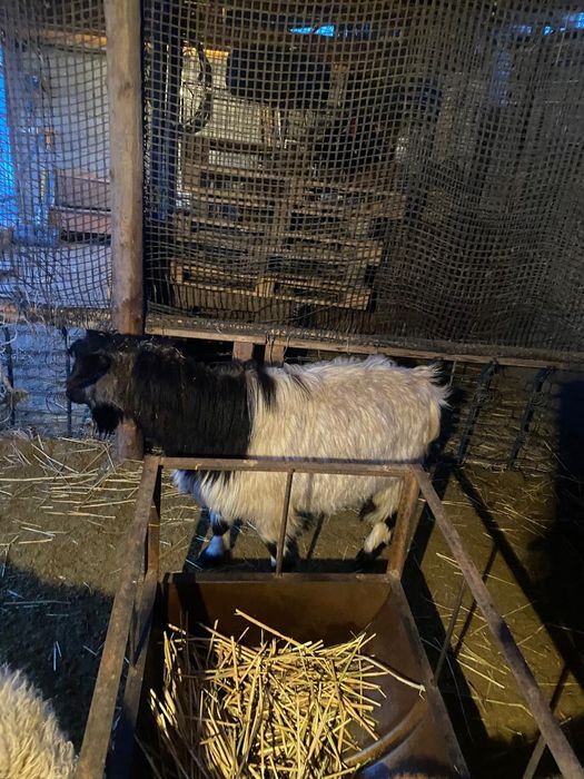 Продам Козла!большой