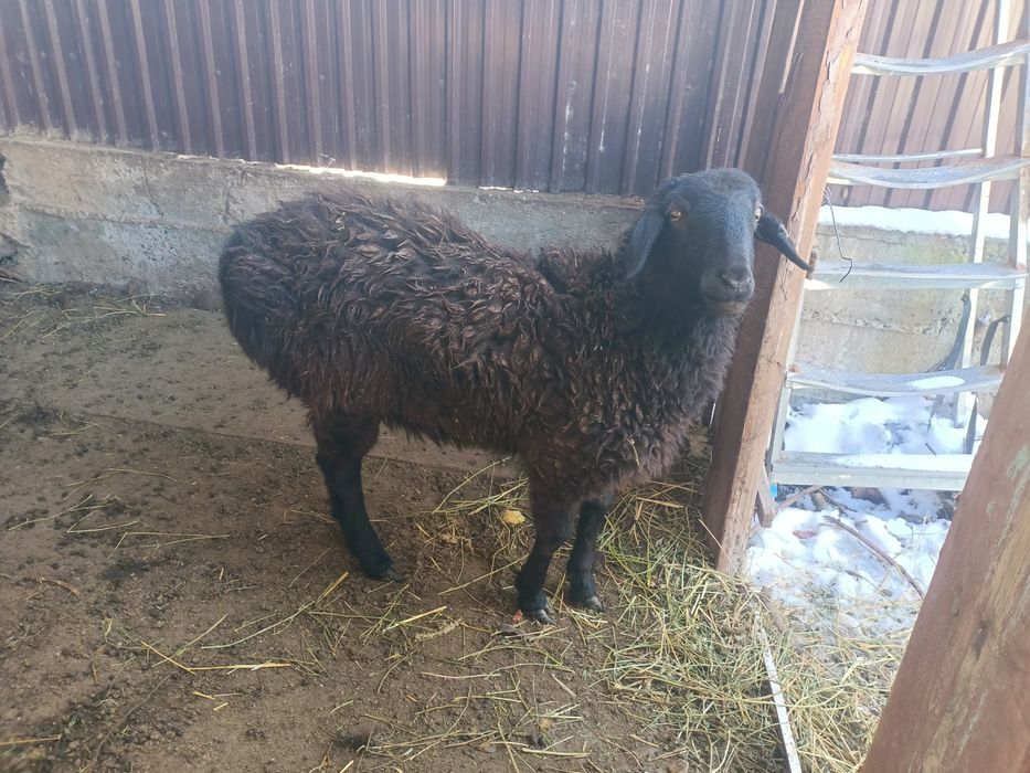 Продам 2-х баранов