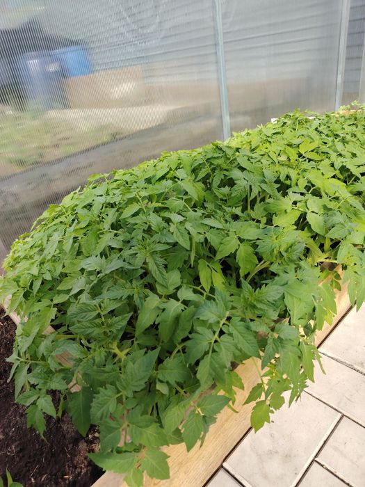 Продам рассаду помидор
