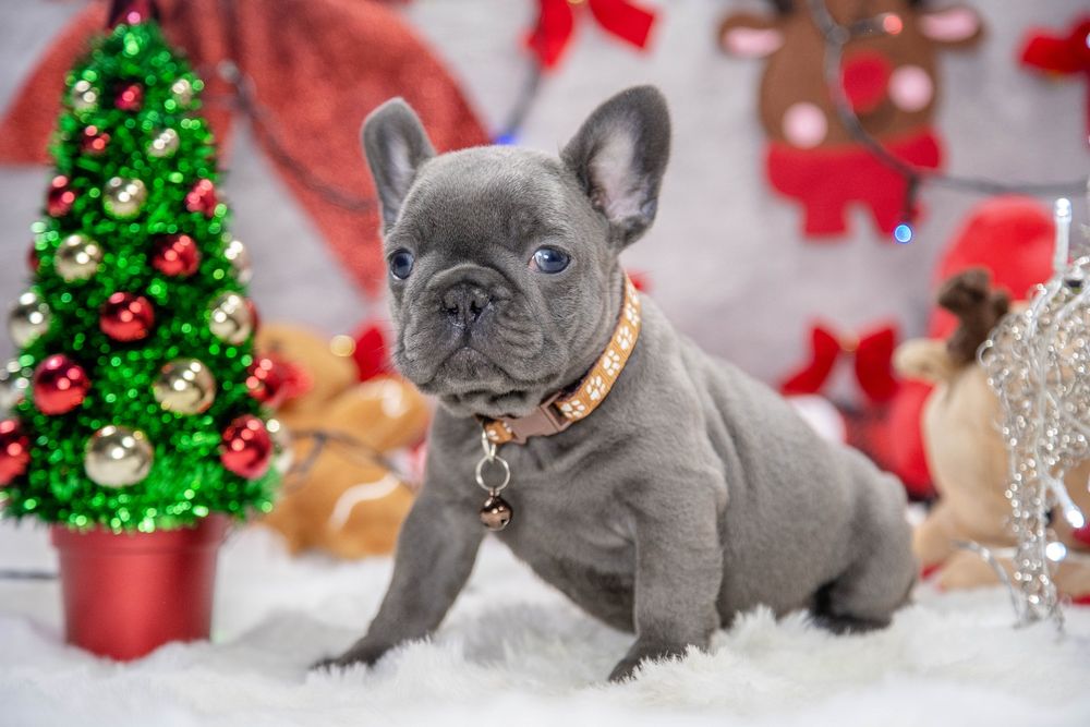 bulldog francez lilac