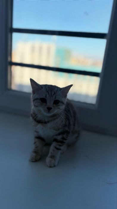Продается котенок