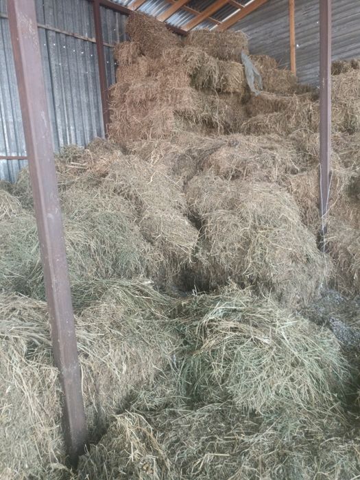 Сено  в тюках 1.500