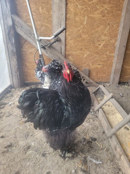 Oua de încubat Cochinchjna uriaș, galben și bobat.