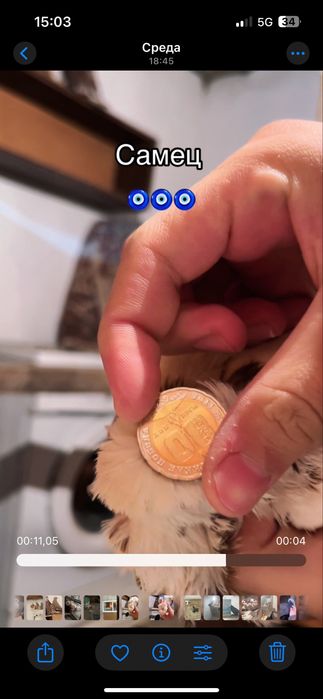 Пара капканов продажа