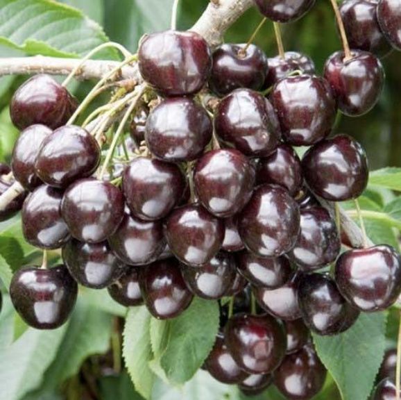 Cireș (Soiul Kordia )