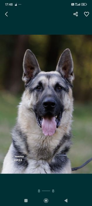 Щенки восточно европейской овчарки