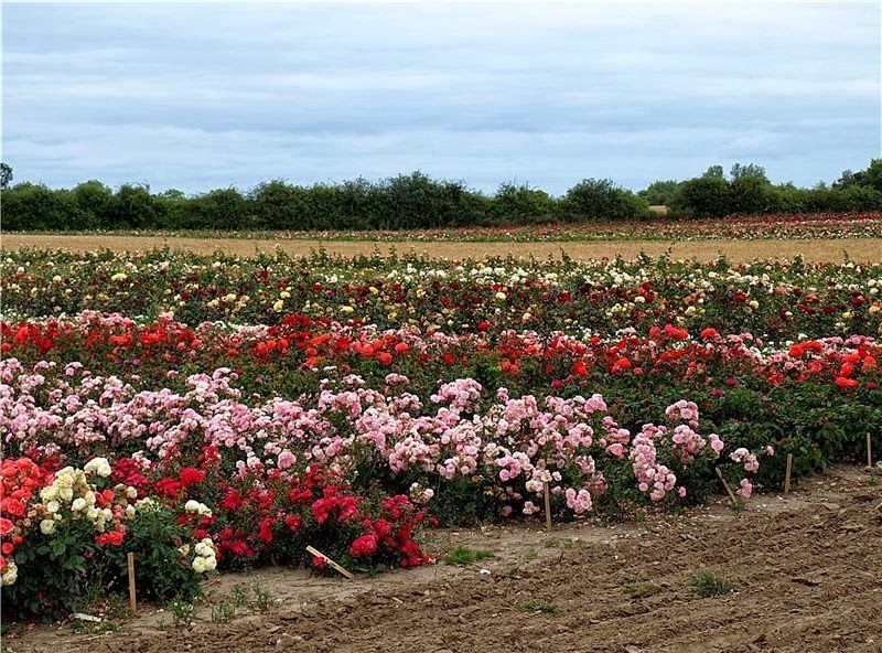 Питомники роз фото Питомники роз фото