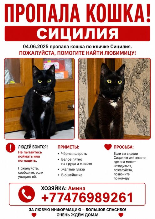 Пропла кошка Сицилия