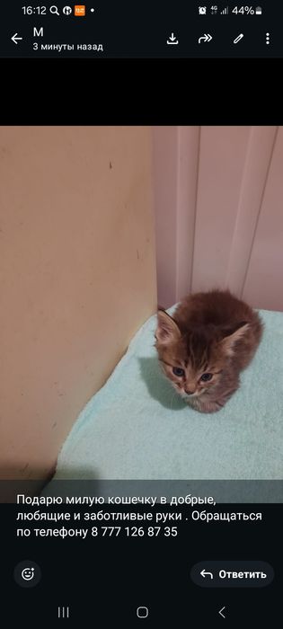 Котята бесплатно в добрые руки.