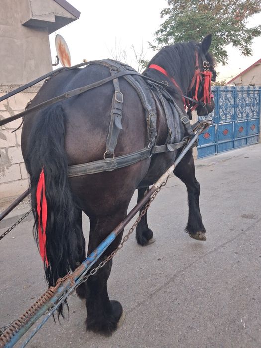De vânzare mânză talie mare  de 3 ani jumate adusă recent din Polonia  cu acte