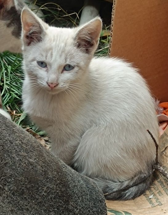 Отдам котят в добрые руки