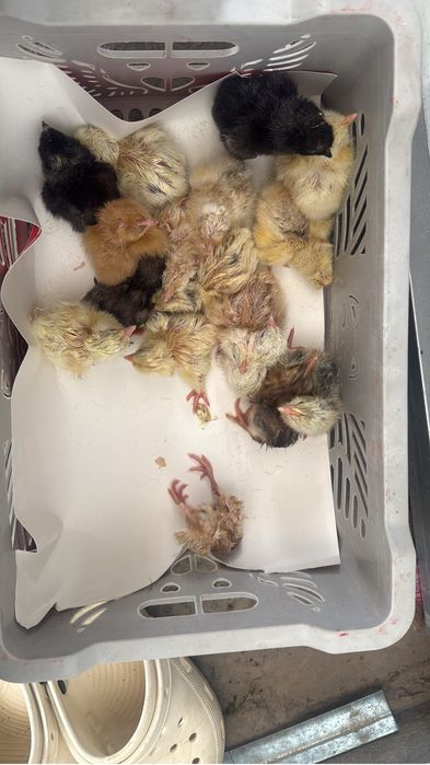 Продам цыплят пишите на вацап