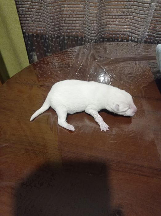 Отдам маленьких щенят