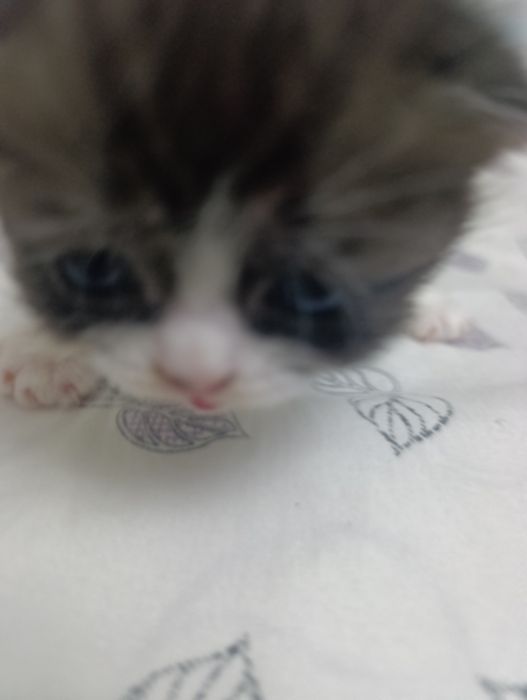 веслоушки красивые