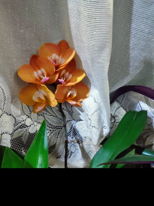 Продаются орхидеи