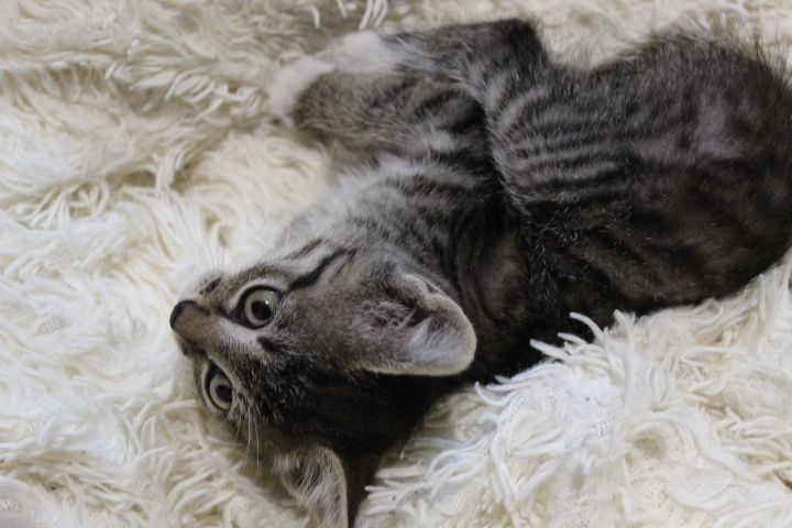 отдам котёнка 3 месяца