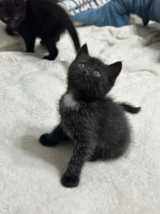 Котята шотландской кошки девочки