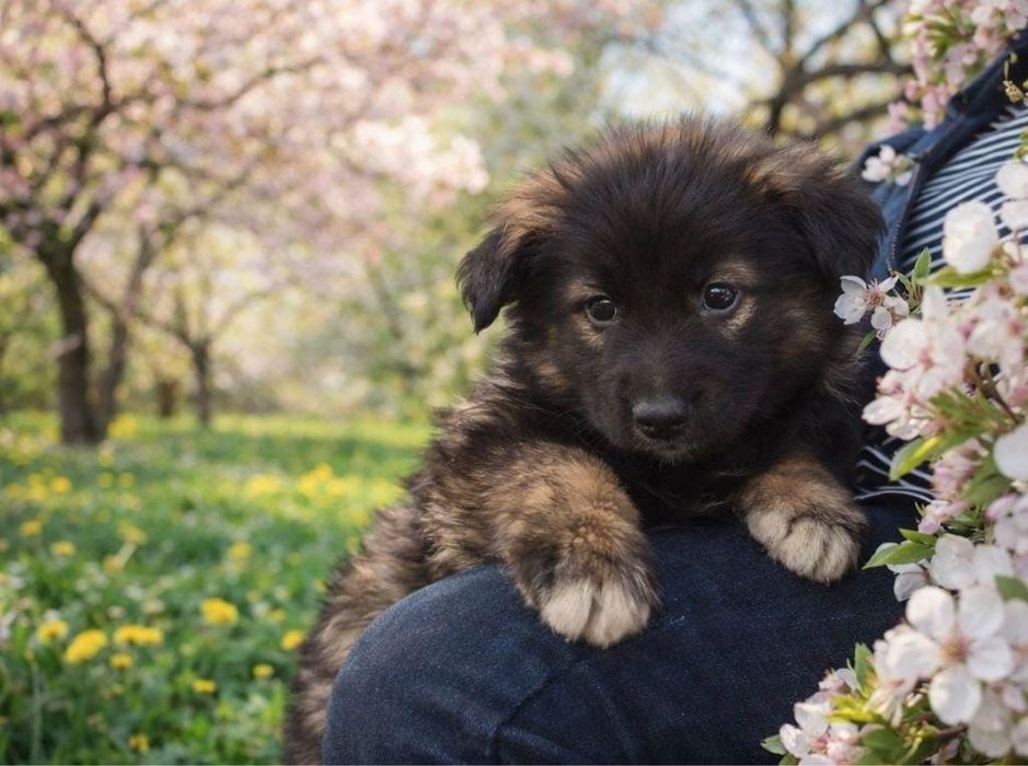 Ищем дом щеночкам