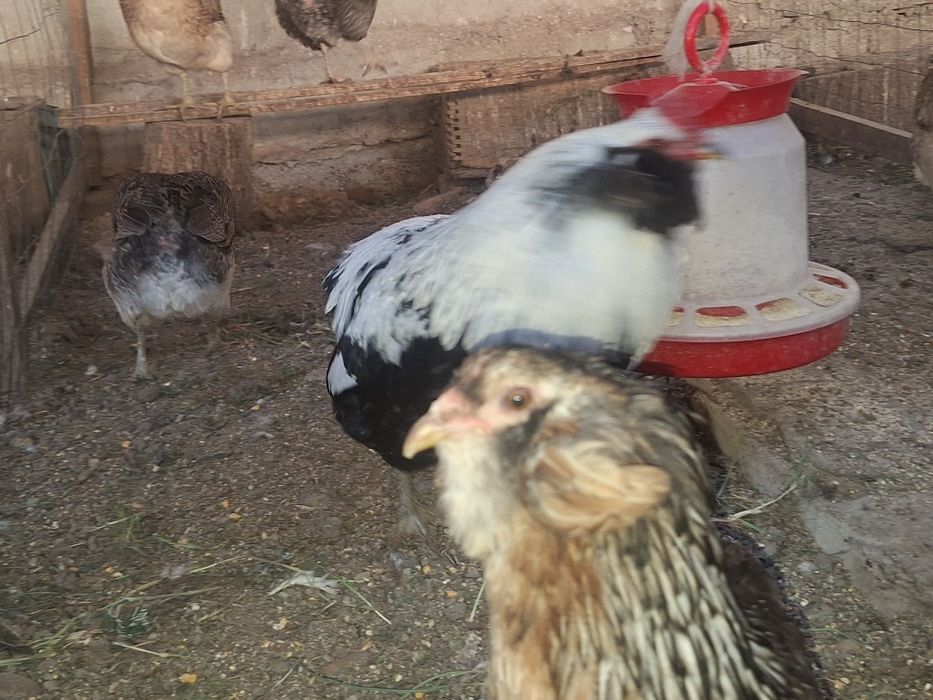 Vând ouă găini araucana