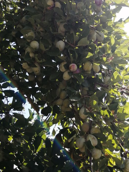 Prune d agen darjen  pentru țuică