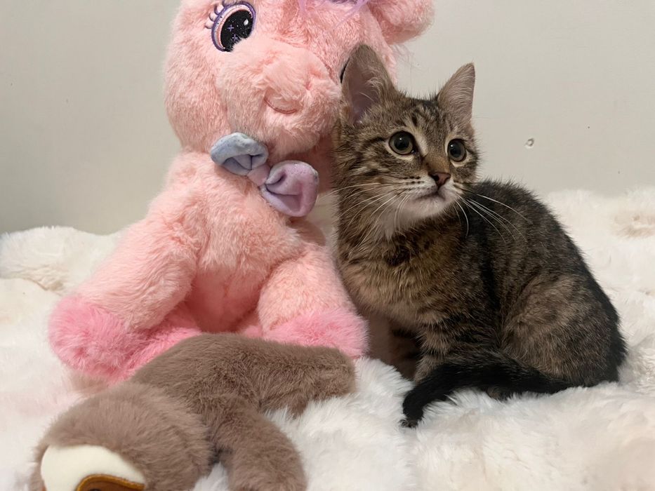 Добрейший котенок в добрые руки