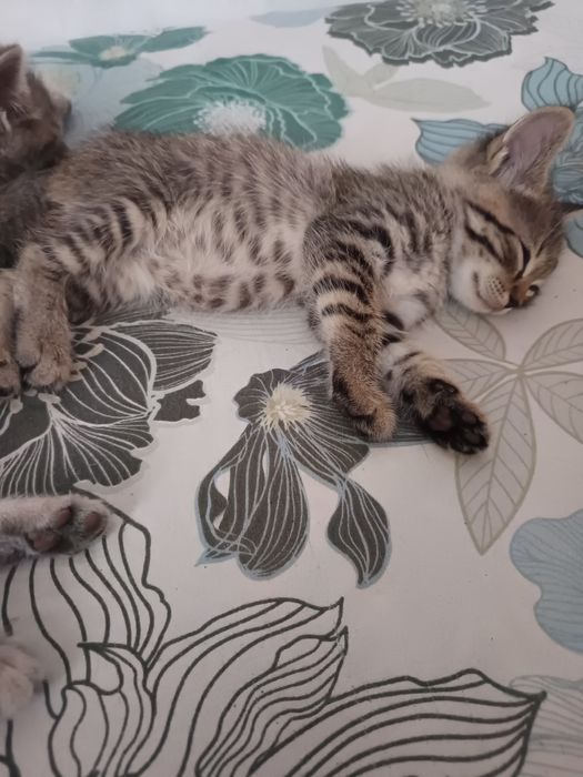 Отдам в добрые руки котят