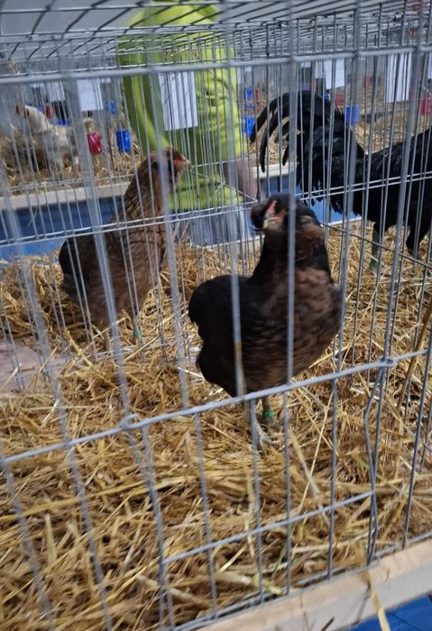 Oua incubat araucana