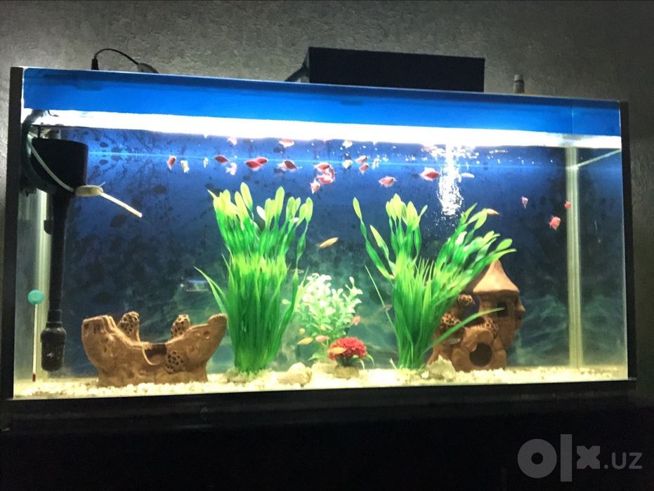 Akvarin sotilad baligʻlar bilan filtrlar blan kamplekt tursh pastafkal