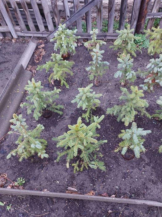 Продам саженцы хвойные