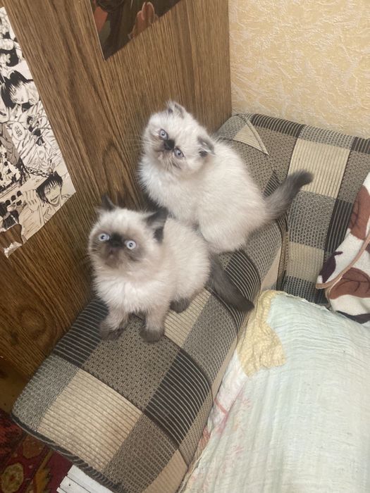 (Флеппиг) Экзотическая вислоухая