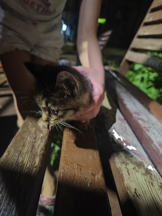 Котёнок в добрые руки