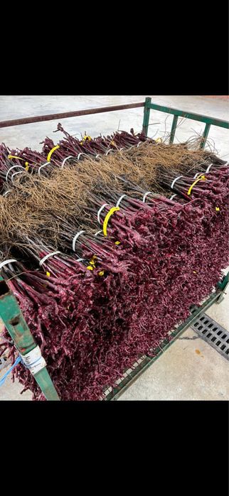 Butasi vita de vie 1-2-3!!