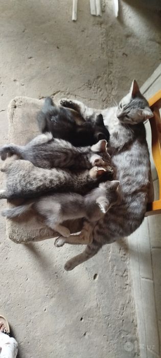 Kota kicki mushuk bor bepul