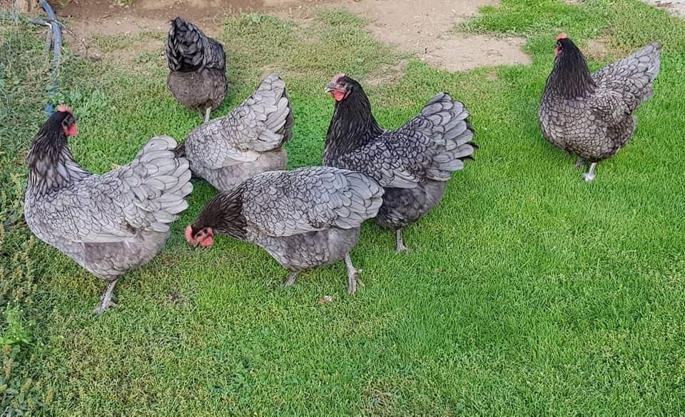 Oua Australorp Albastru